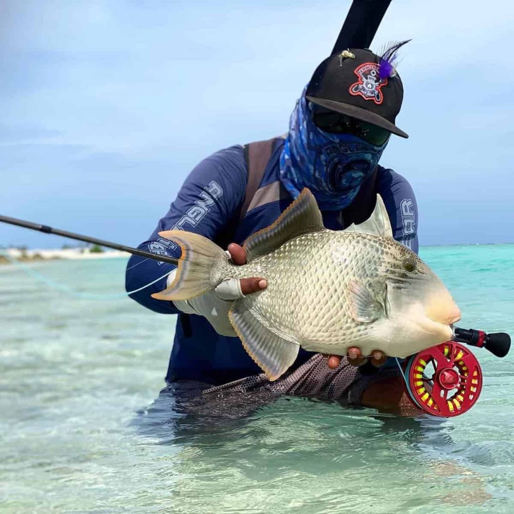 Trigger Fish on Fly